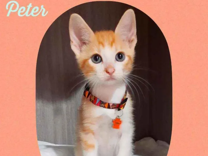 Gato raça SRD  idade 2 a 6 meses nome Peter 