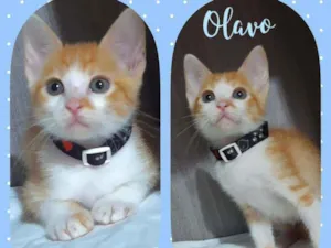 Gato raça SRD  idade 2 a 6 meses nome Olavo 