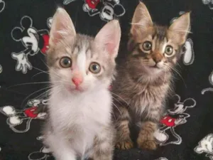 Gato raça Srd idade 2 a 6 meses nome Gary