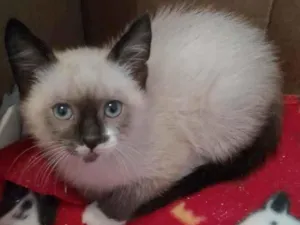 Gato raça Srd  idade 2 a 6 meses nome Leandro