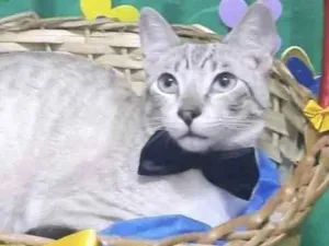 Gato raça Mestiço  idade 7 a 11 meses nome João 