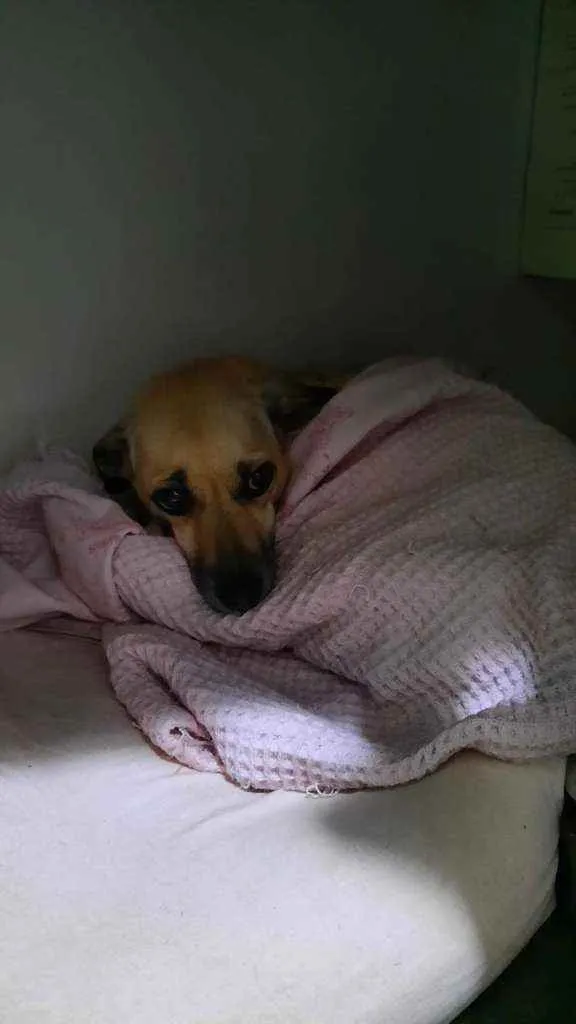 Cachorro raça Vira lata idade 3 anos nome Belinha