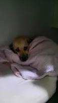 Belinha