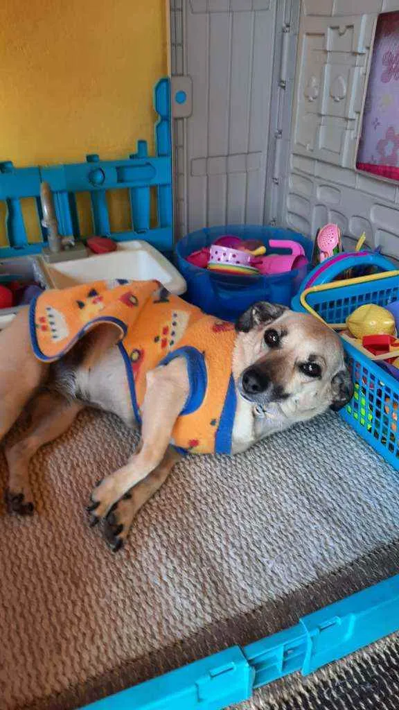 Cachorro raça Vira lata idade 3 anos nome Belinha