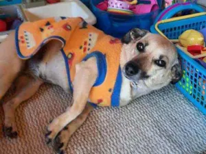 Cachorro raça Vira lata idade 3 anos nome Belinha