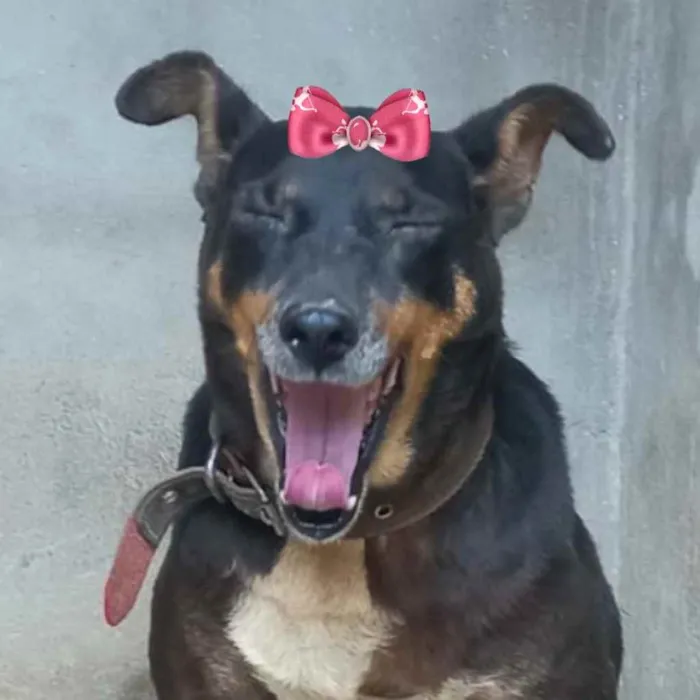 Cachorro ra a Mestiça  idade 7 a 11 meses nome Peteca 