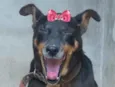 Peteca 
