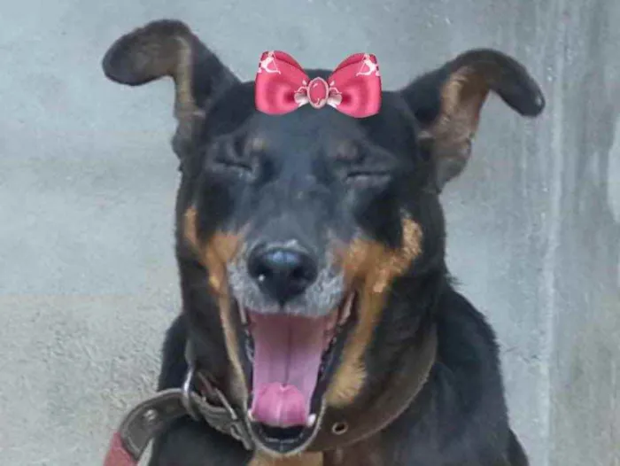 Cachorro ra a Mestiça  idade 7 a 11 meses nome Peteca 