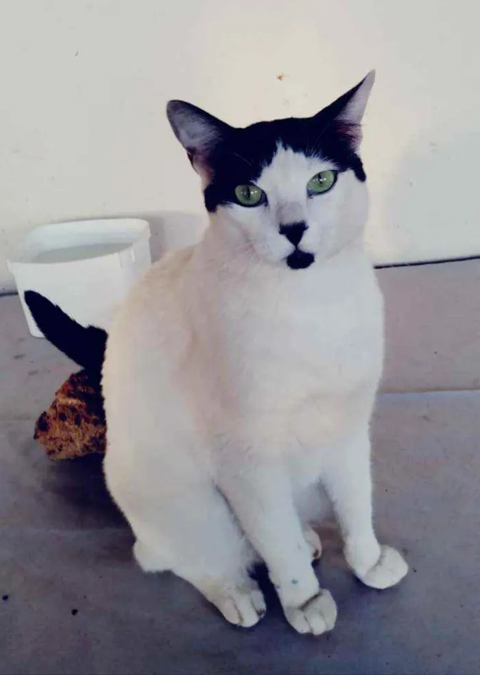 Gato ra a Indefinida idade 2 anos nome Polaco