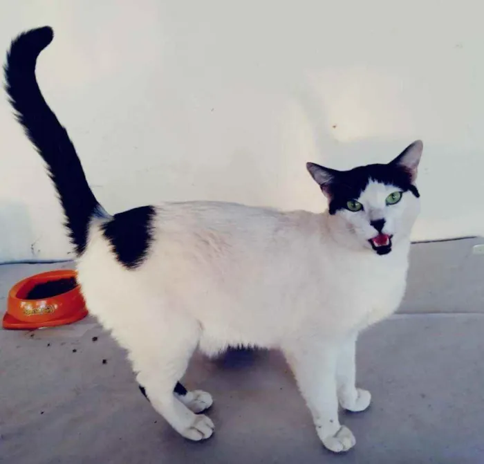 Gato ra a Indefinida idade 2 anos nome Polaco