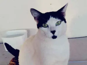 Gato raça Indefinida idade 2 anos nome Polaco