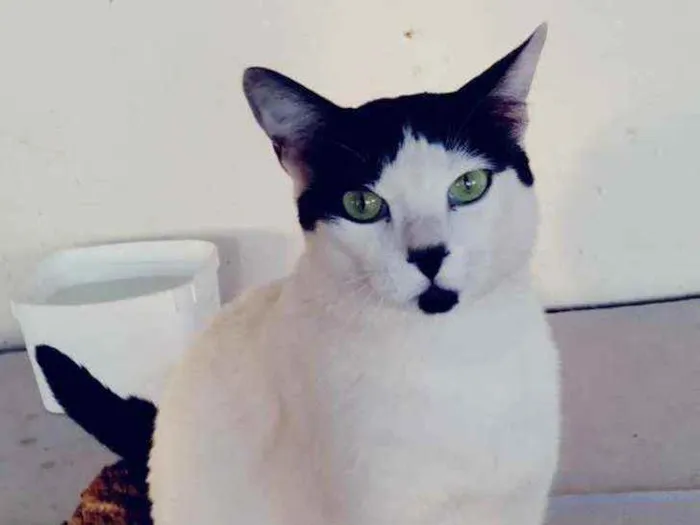Gato ra a Indefinida idade 2 anos nome Polaco