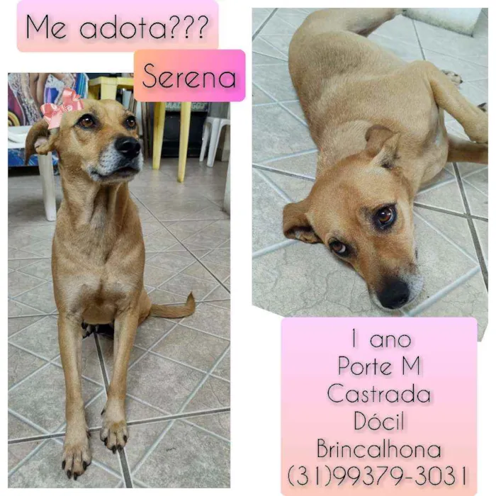 Cachorro raça SRD idade 1 ano nome Serena 