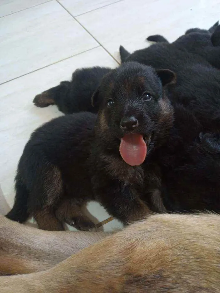 Cachorro raça Pastor Alemão idade Abaixo de 2 meses nome Pastor Alemão