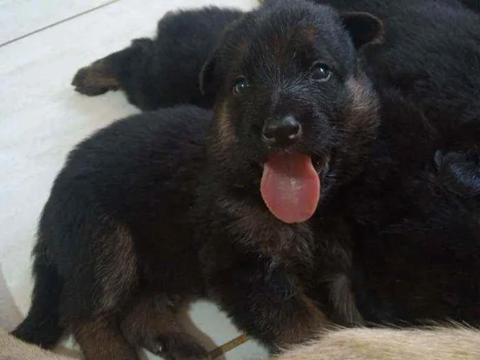 Cachorro raça Pastor Alemão idade Abaixo de 2 meses nome Pastor Alemão
