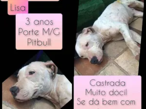 Cachorro raça Pitbull idade 3 anos nome Lisa