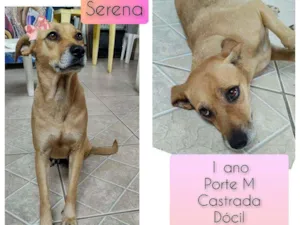 Cachorro raça SRD idade 1 ano nome Serena 