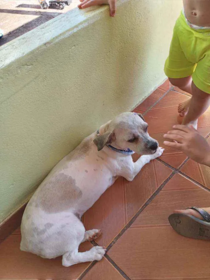 Cachorro ra a Schutz idade 5 anos nome Nina