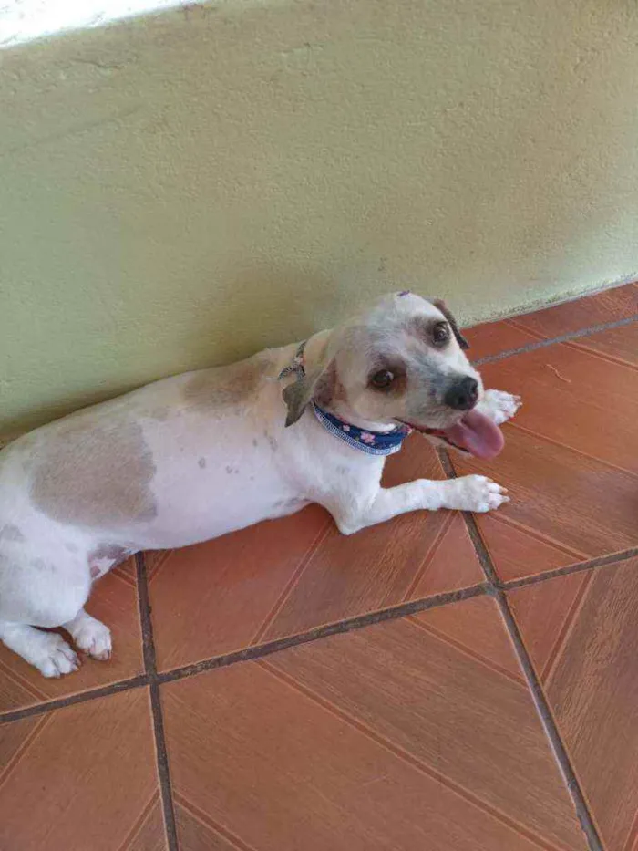Cachorro ra a Schutz idade 5 anos nome Nina