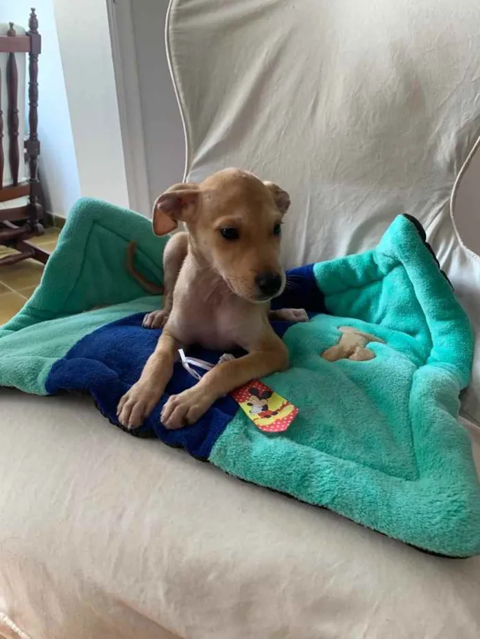 Cachorro ra a SRD idade 2 a 6 meses nome Bidu