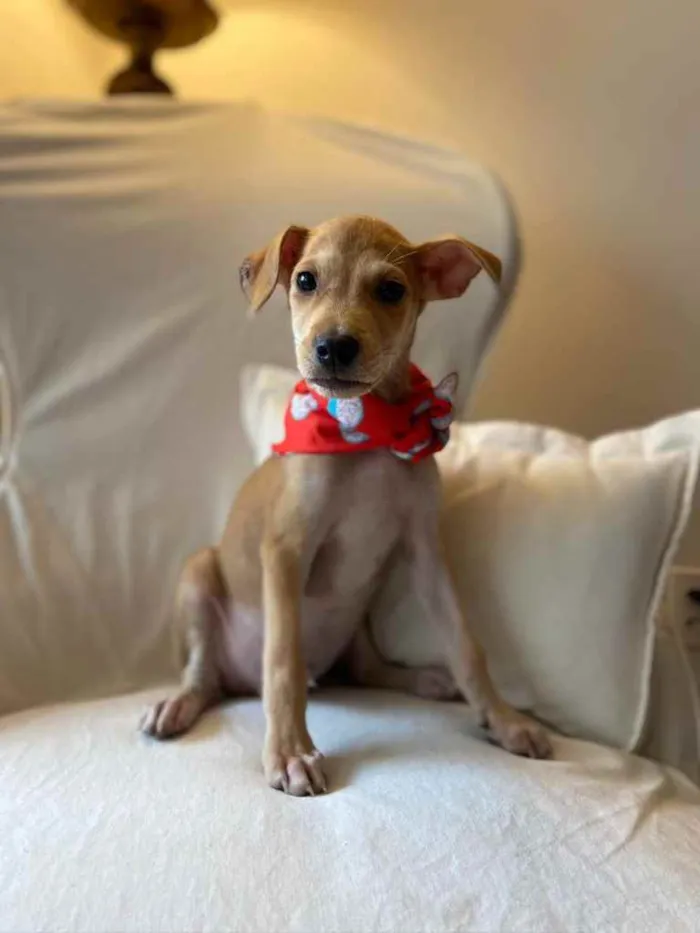 Cachorro ra a SRD idade 2 a 6 meses nome Bidu