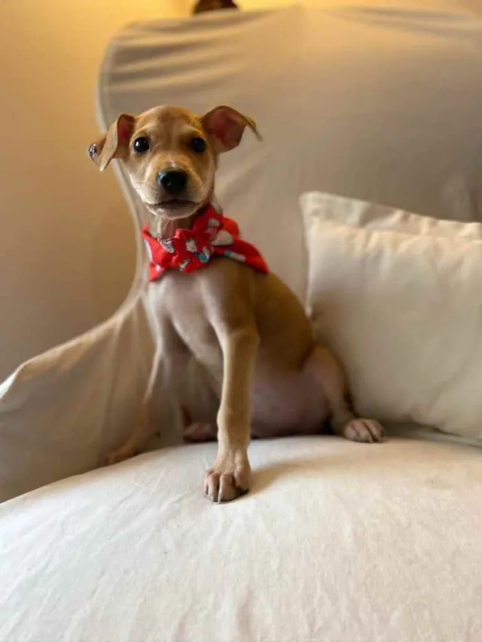 Cachorro ra a SRD idade 2 a 6 meses nome Bidu