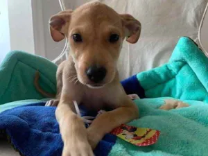 Cachorro raça SRD idade 2 a 6 meses nome Bidu