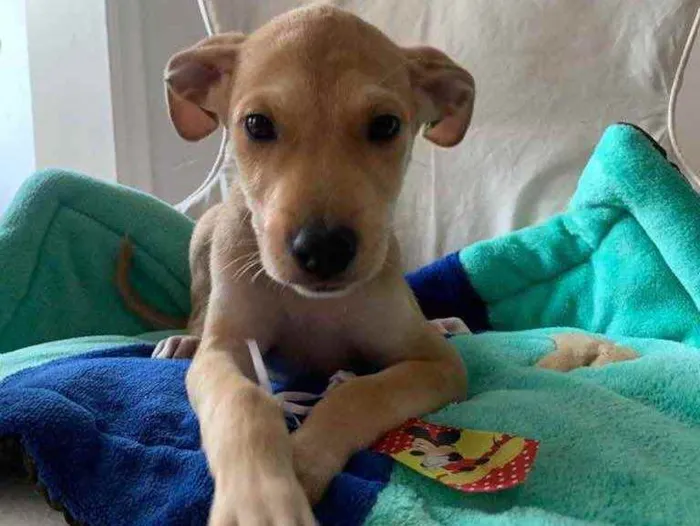 Cachorro ra a SRD idade 2 a 6 meses nome Bidu