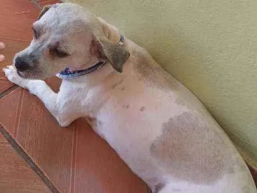 Cachorro ra a Schutz idade 5 anos nome Nina