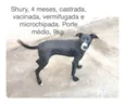 Cachorro raça Srd idade 2 a 6 meses nome Shury