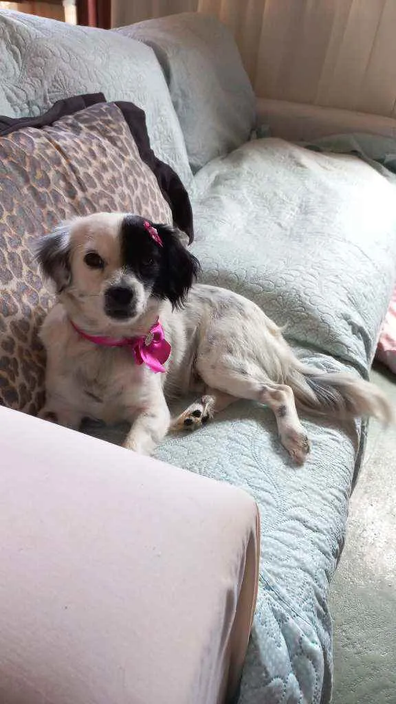 Cachorro ra a Srd idade 1 ano nome Catarina 