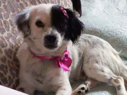 Cachorro ra a Srd idade 1 ano nome Catarina 
