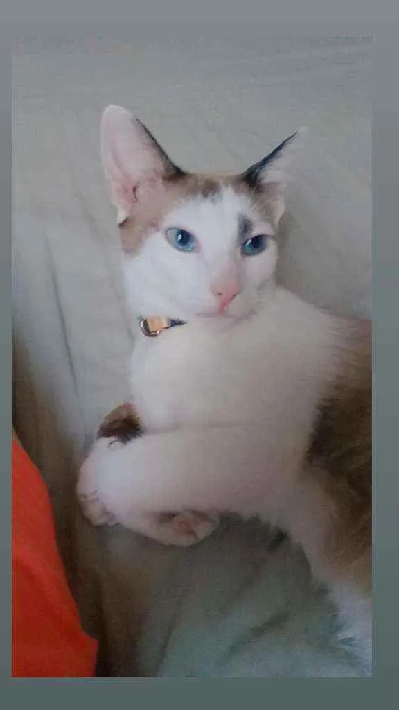 Gato raça SDF idade 1 ano nome Dudu