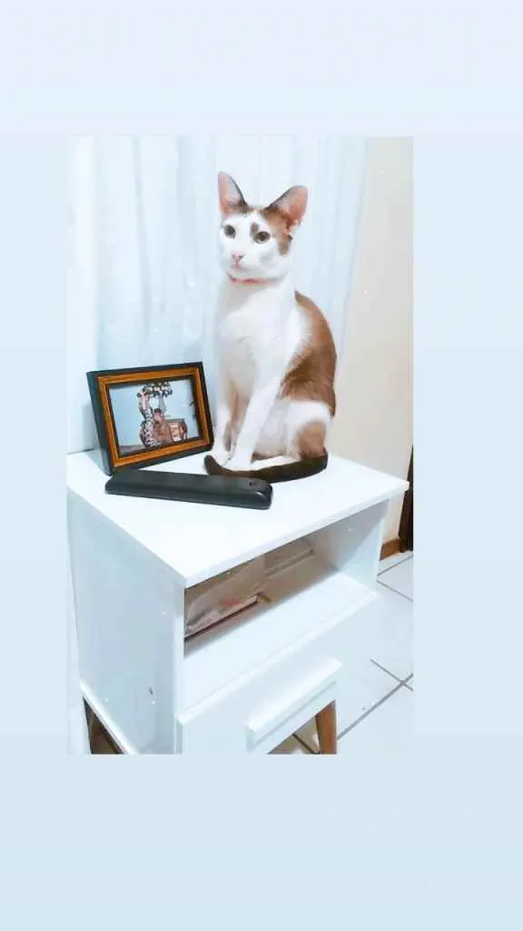 Gato raça SDF idade 1 ano nome Dudu