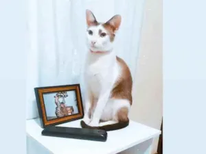 Gato raça SDF idade 1 ano nome Dudu
