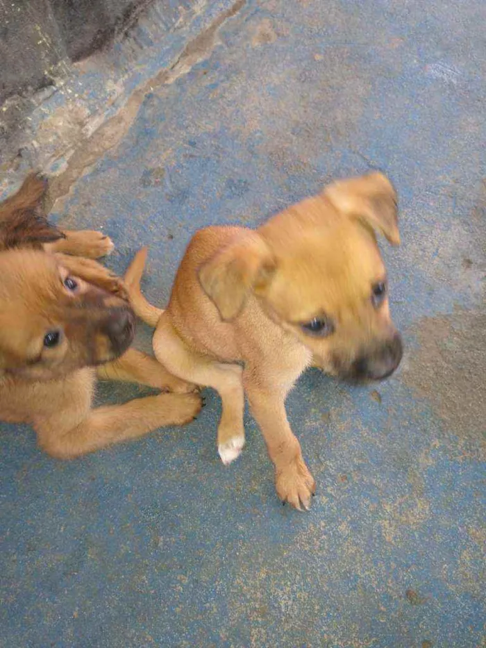 Cachorro ra a Vira lata idade 7 a 11 meses nome Cachorro