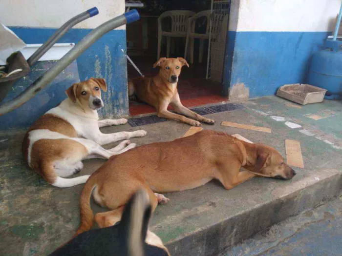 Cachorro ra a Vira lata idade 7 a 11 meses nome Cachorro