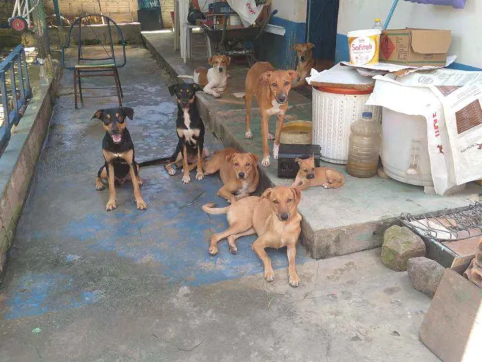 Cachorro ra a Vira lata idade 7 a 11 meses nome Cachorro