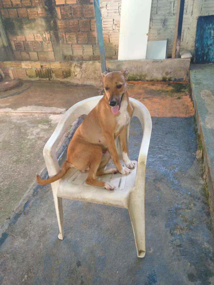 Cachorro ra a Vira lata idade 7 a 11 meses nome Cachorro