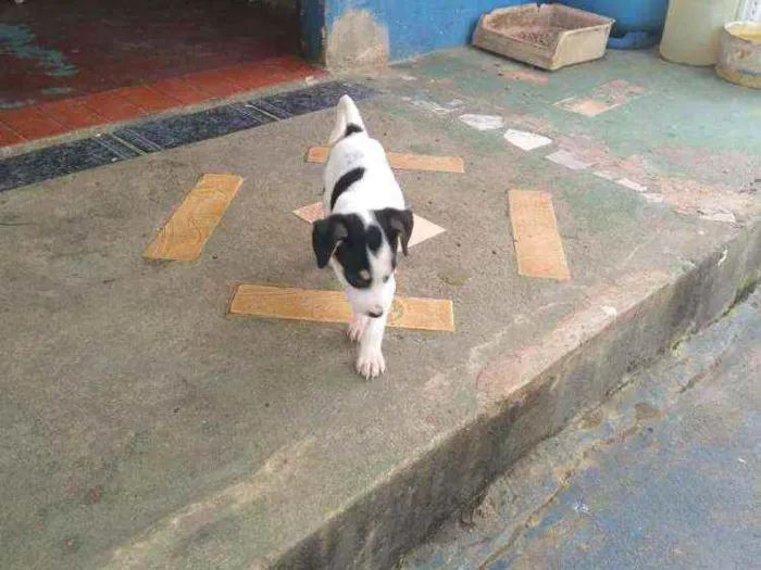 Cachorro ra a Vira lata idade 7 a 11 meses nome Cachorro