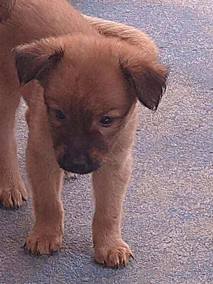 Cachorro ra a Vira lata idade 7 a 11 meses nome Cachorro