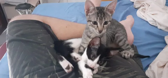 Gato ra a SRD idade 2 a 6 meses nome Lampião e Maria Buni