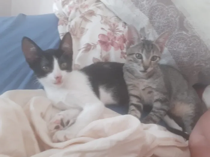 Gato ra a SRD idade 2 a 6 meses nome Lampião e Maria Buni