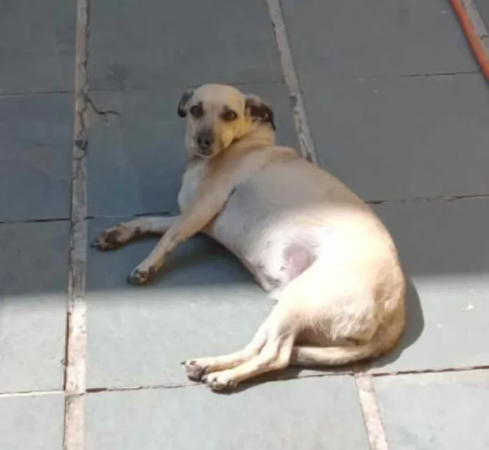 Cachorro raça Vira lata idade 3 anos nome Belinha