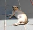 Belinha