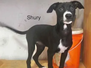 Cachorro raça Srd idade 2 a 6 meses nome Shury