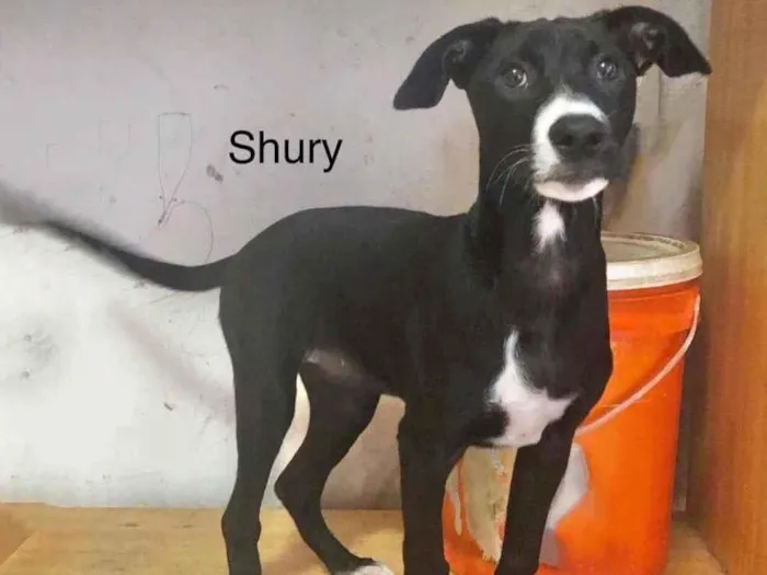 Cachorro raça Srd idade 2 a 6 meses nome Shury