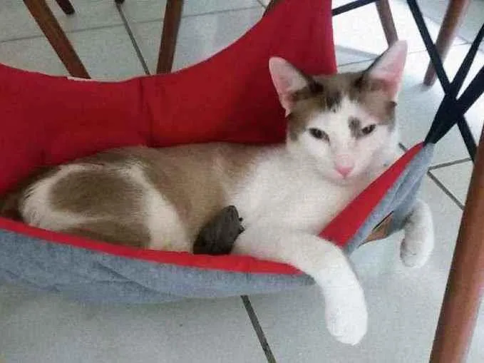 Gato raça SDF idade 1 ano nome Dudu