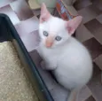 Salaminho