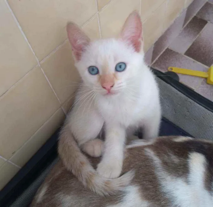 Gato ra a SRD idade Abaixo de 2 meses nome Salaminho